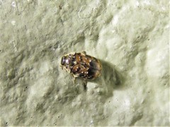 Trogoderma ornatum