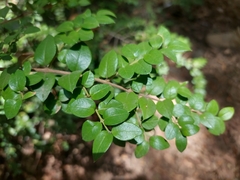 Luma