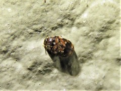 Trogoderma ornatum