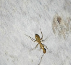 Camponotus festinatus