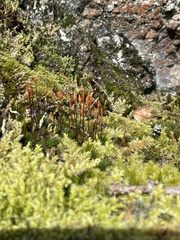 Polytrichum juniperinum
