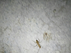 Camponotus festinatus