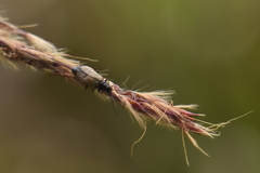 Monolepta mandibularis