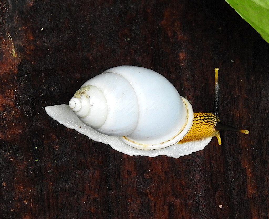 Amphidromus similis