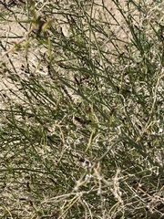 Stillingia linearifolia