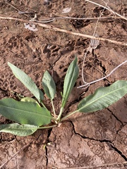 Rumex altissimus