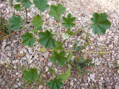 Malva parviflora