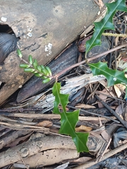 Acanthus ilicifolius