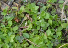Stellaria parva