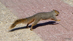 Sciurus niger