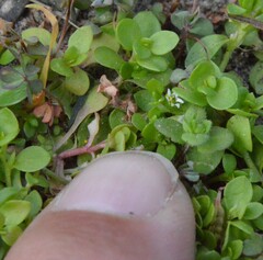 Stellaria parva
