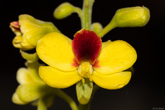 Paubrasilia echinata