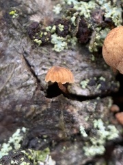 Mycena corticola