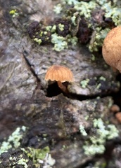 Mycena corticola