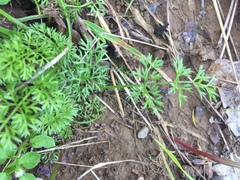 Scandix pecten-veneris