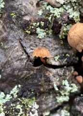 Mycena corticola