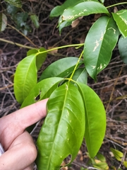 Melicope elleryana
