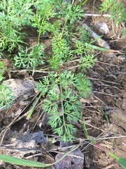 Scandix pecten-veneris