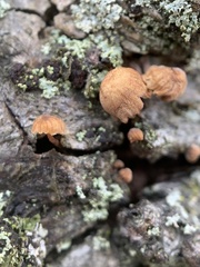 Mycena corticola