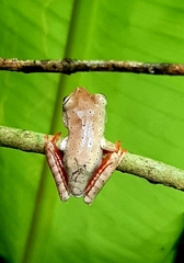 Bokermannohyla hylax