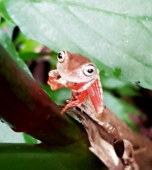 Bokermannohyla hylax