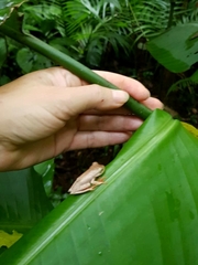 Bokermannohyla hylax