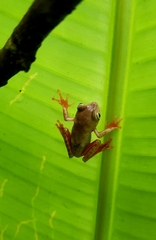 Bokermannohyla hylax