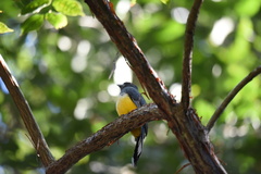 Trogon citreolus
