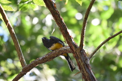 Trogon citreolus