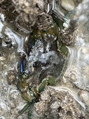 Thalamitinae