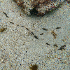 Stylocheilus striatus