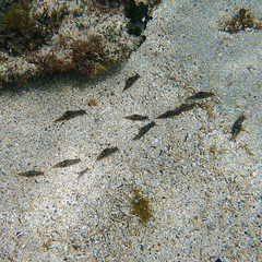 Stylocheilus striatus