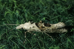 Ypsolopha asperella