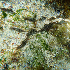 Stylocheilus striatus