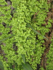 Rumex altissimus