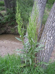 Rumex altissimus