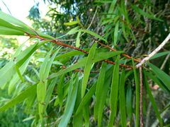 Melaleuca saligna