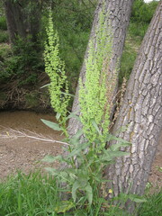 Rumex altissimus