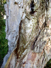 Melaleuca saligna