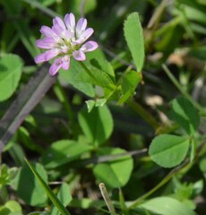 Trifolium resupinatum