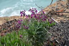 Matthiola incana