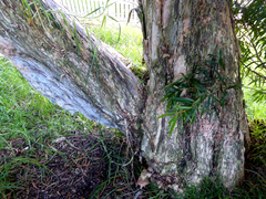 Melaleuca saligna