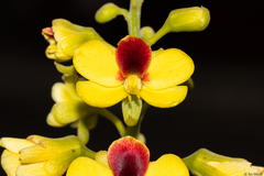 Paubrasilia echinata