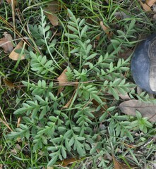 Ratibida columnifera