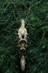 Ypsolopha asperella