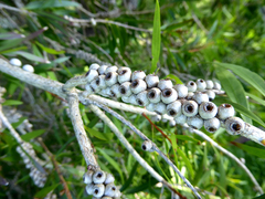 Melaleuca saligna