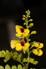 Paubrasilia echinata