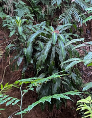 Dracaena fragrans