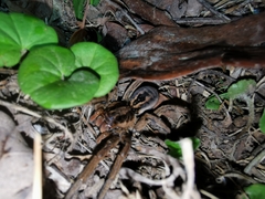 Lycosa erythrognatha