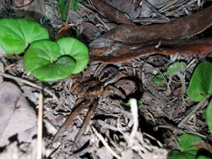 Lycosa erythrognatha